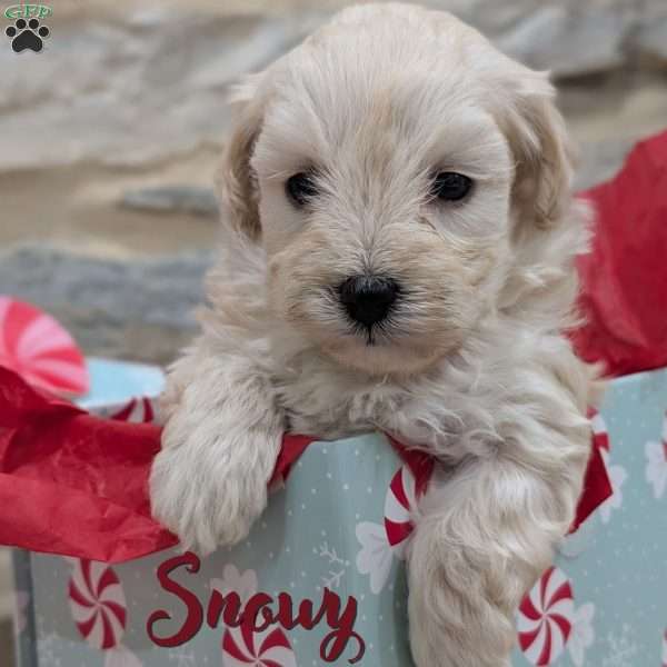 Snowy, Maltipoo Puppy